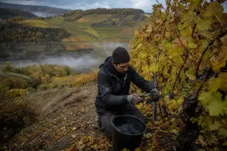 Manual grape harvester picking grapes on a steep hillside vineyard in Wallonia during autumn, surrounded by biodynamic vines and seasonal colors.