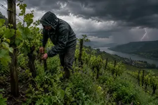 Vineyard worker maintaining biodynamic vines on a rainy, steep hillside under a stormy sky