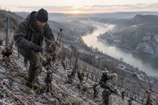 Vigneron pruning vines alone at dawn on a steep, frosty slope above the Meuse valley, with limestone hills and winter landscape in natural light.