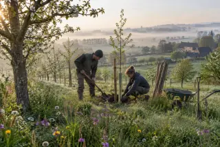 Growers planting a young tall-stemmed fruit tree in a dewy, spring orchard in Wallonia, with wildflowers in the grass and farm buildings in the distance.