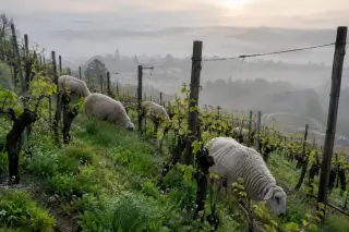 Flock of sheep grazing between vineyard rows on a misty Walloon hillside at dawn in early spring, with young vine shoots emerging.
