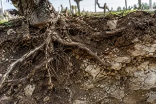 Close-up of clay-limestone vineyard soil with exposed vine roots under soft spring light
