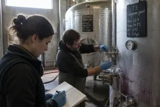 Vigneron et chercheur suivent la fermentation de cuves inox dans une cave de vinification.